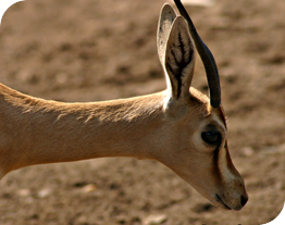 Mammals