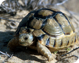 Reptiles and Amphibians