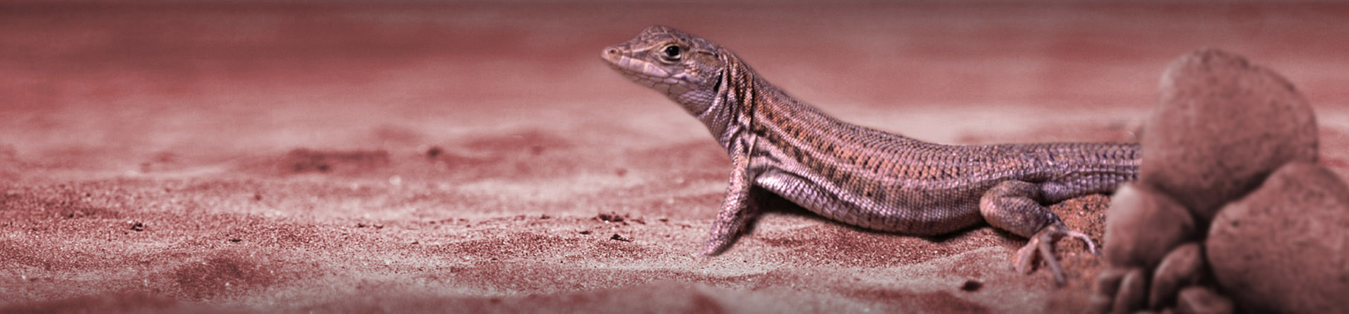Bosc’s Fringe-toed Lizard