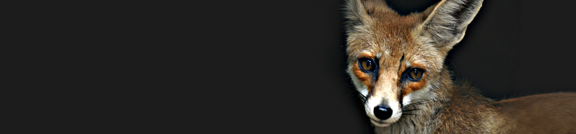 Blanford’s Fox