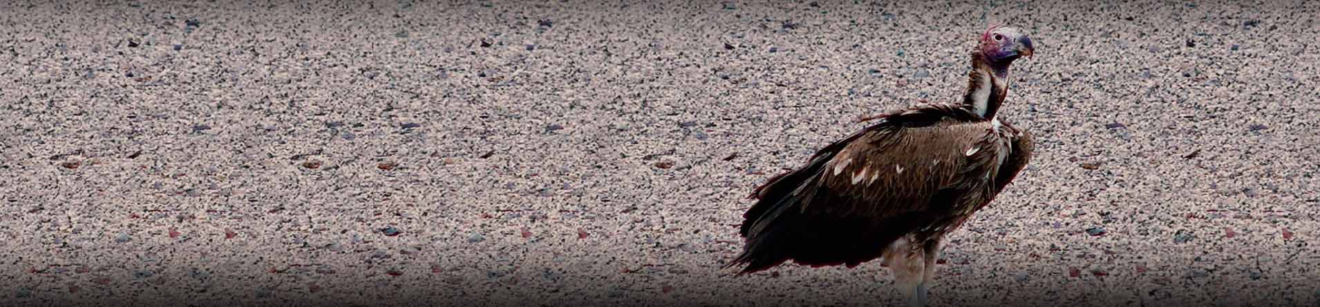 Lappet-faced Vulture